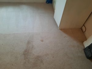 carpet cleaning douglas